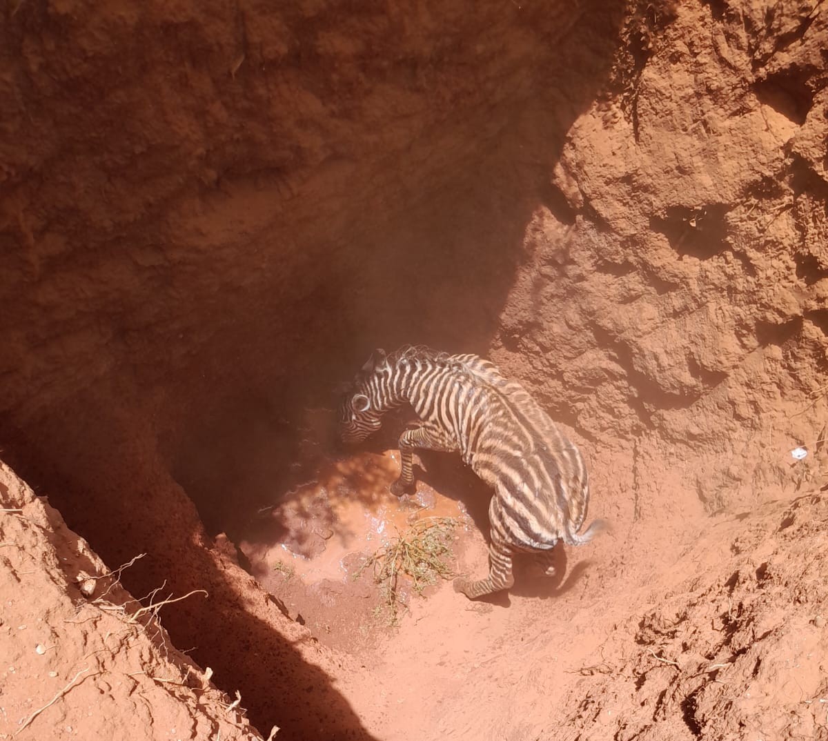 Kenya Wildlife Service tweet media