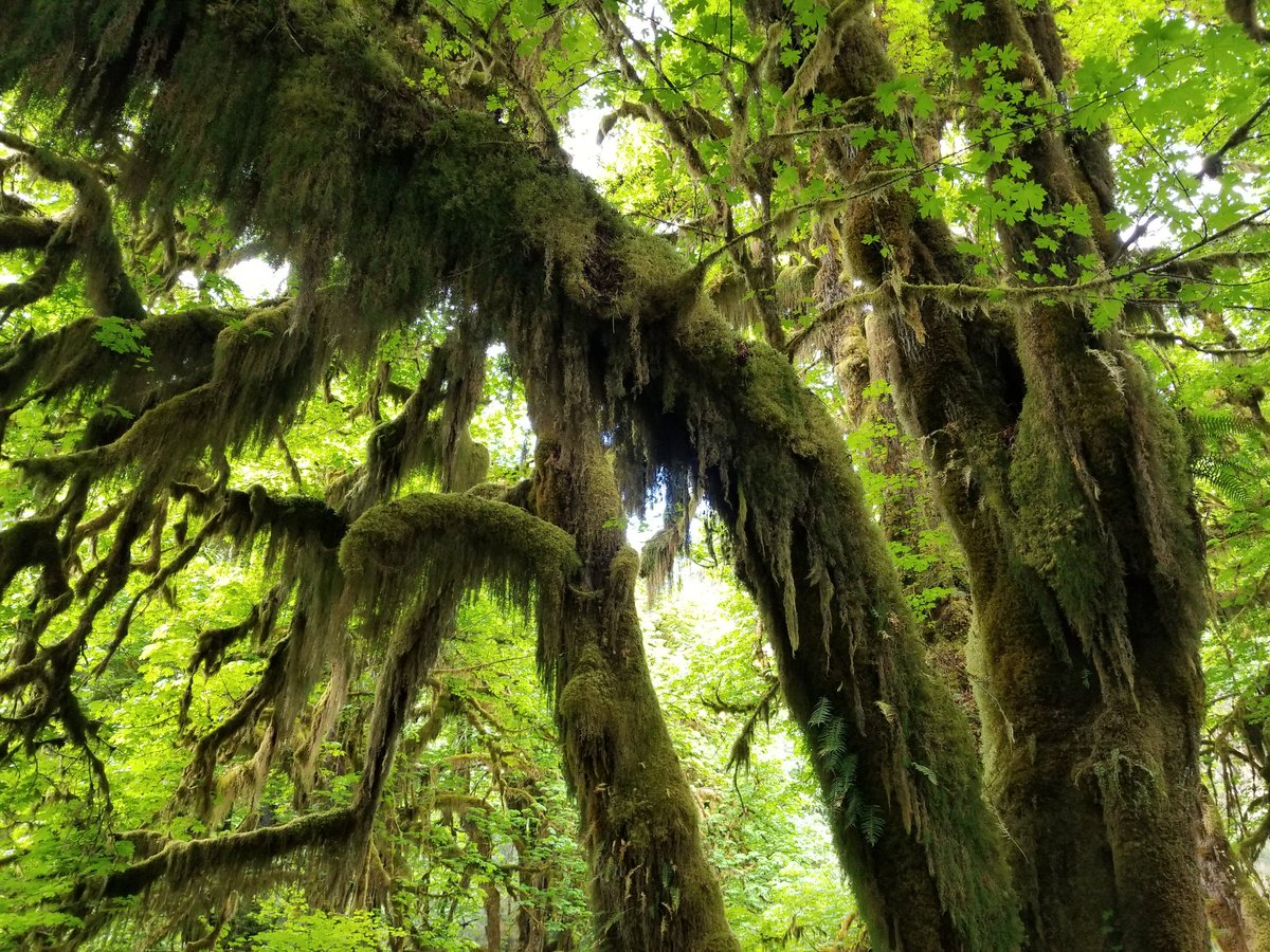 ryanlouie's tweet image. It's #NationalParkWeek! With over 430 @NatlParkService sites, visit a park near you! Here are some in Washington. @MountRainierNPS @OlympicNP @KLGRSeattleNPS @sanjuanisnps @Interior