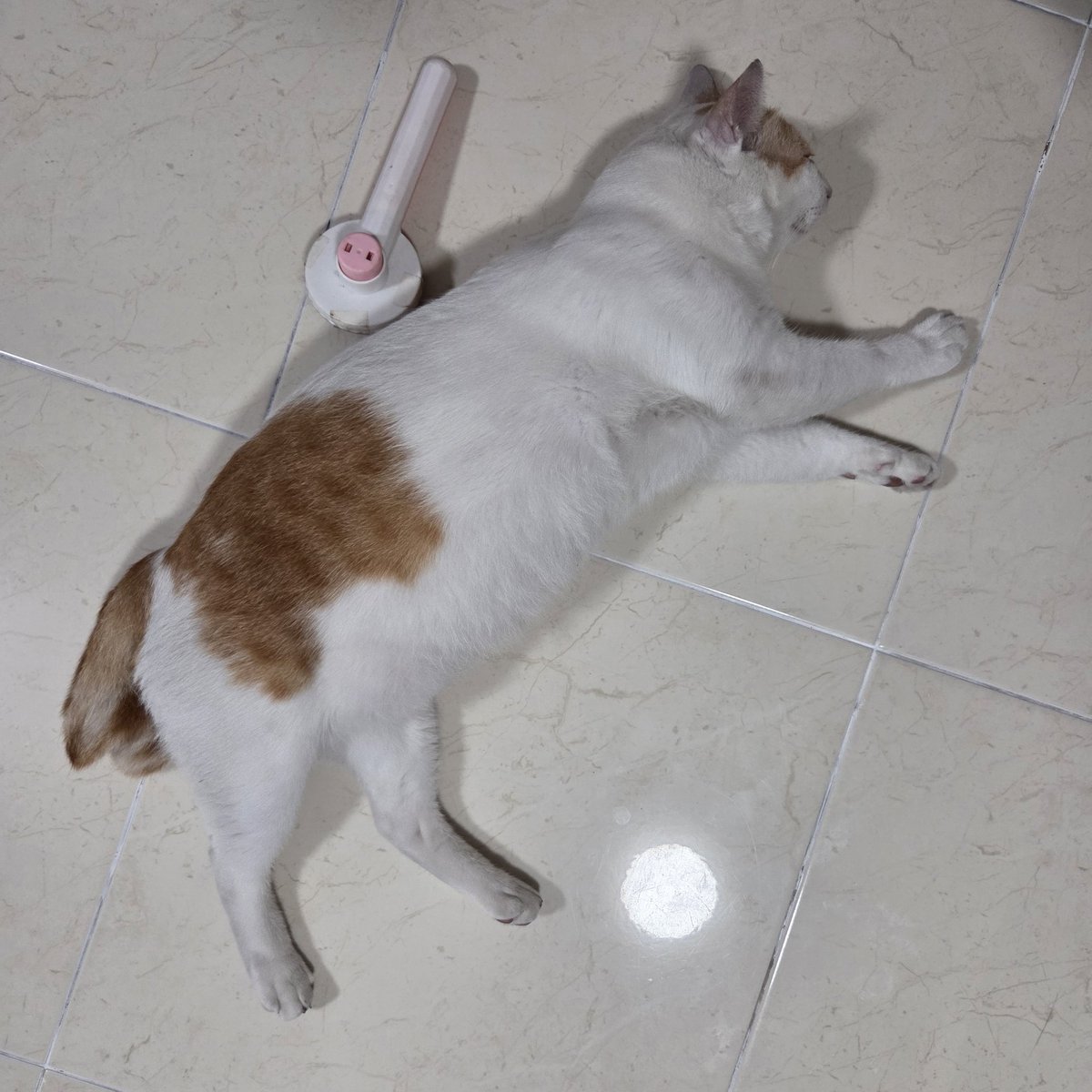 𝕂𝕠𝕣𝕐𝕠𝕣 tweet media