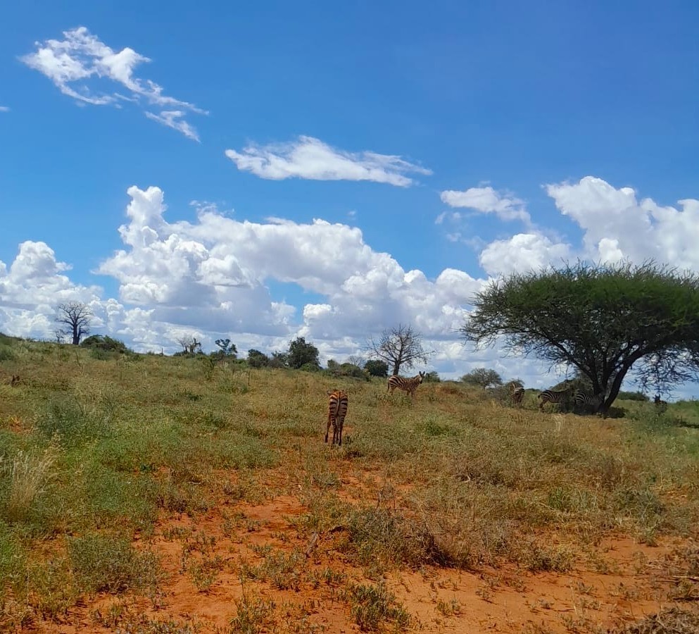 At Manga, along the busy Nairobi-Mombasa highway, a silent moment of distress lay hidden off the roadside. Not far from the road, in plain sight, was a steep pit, quiet and unforgiving. That’s where the foal was.

He must have slipped in at dawn, or maybe the night before. No one