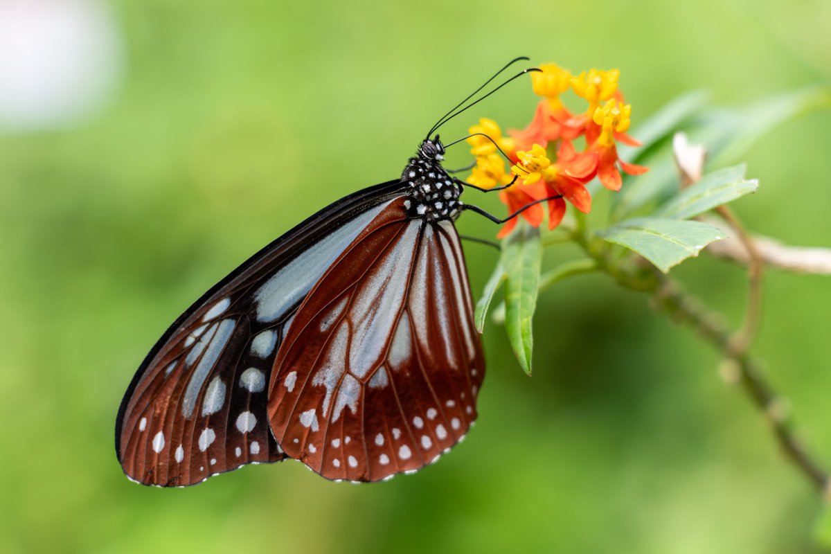 空白寺 tweet media