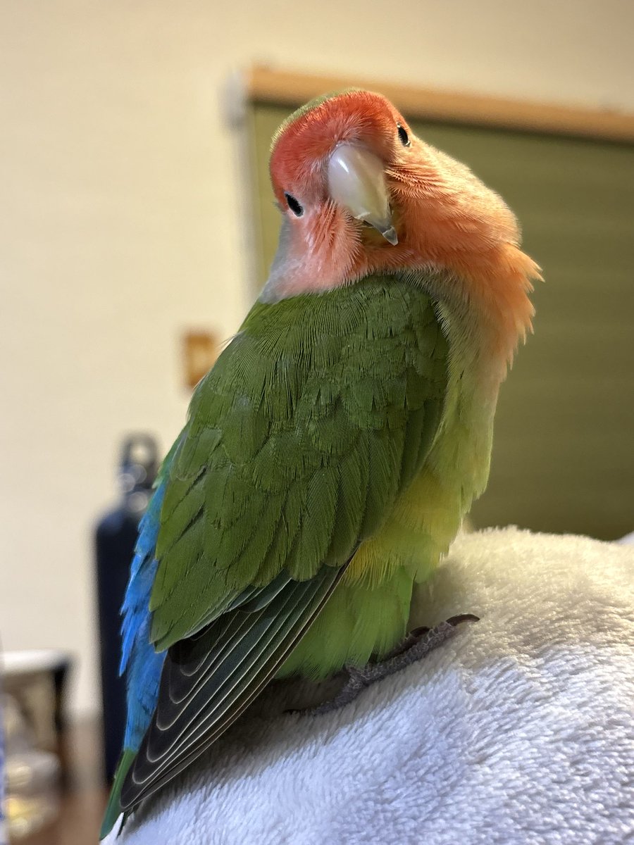 今日は朝の作業報告出来なかった〜...。
ちんまりと作業自体は進んでます☺️
それはそうと可愛い鳥を見て🦜🦜🦜