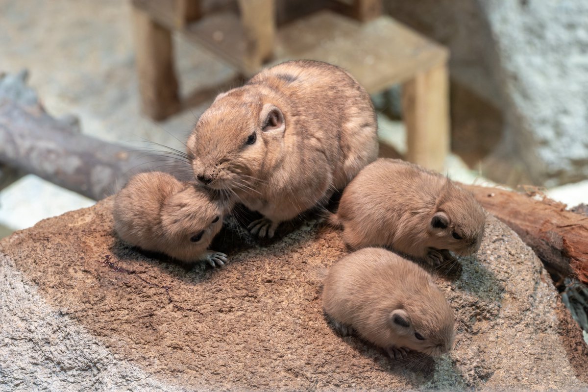 空白寺 tweet media