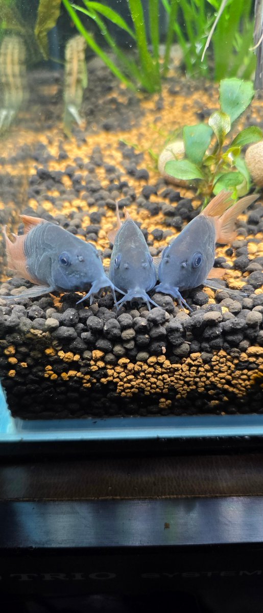 サギリ tweet media