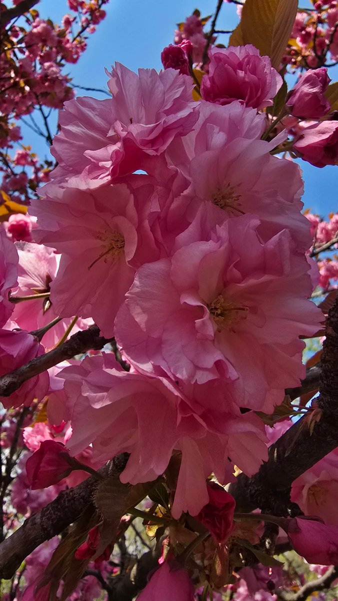 Travel_2Romania's tweet image. 🌸 🌿🩷Grădina Japoneză din Parcul Regele Mihai I - Herăstrău — primăvara în cea mai delicată formă, sub spectacolul cireșilor japonezi.
🩷🇷🇴🇯🇵🩷
#bucurești #bucharest #românia #visitbucharest #primăvara #herăstrău 
📷 Sweet Bucharest