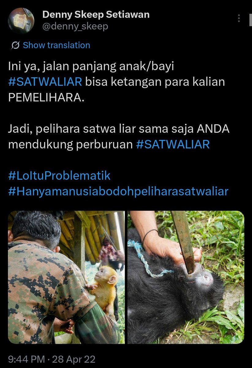 piyopikavet's tweet photo. Di tiap kasus pemeliharaan satwa primata, yang dipiara itu bayi atau anakan. Induknya mah dibunuh. Yg terjadi apa? Stress, malnutrisi, krisis identitas, dan ini bisa berlanjut sampe dewasa. PR besar buat semua program rehabilitasi satwa primata untuk handle masalah ini https://t.co/e7M0FEEJIl