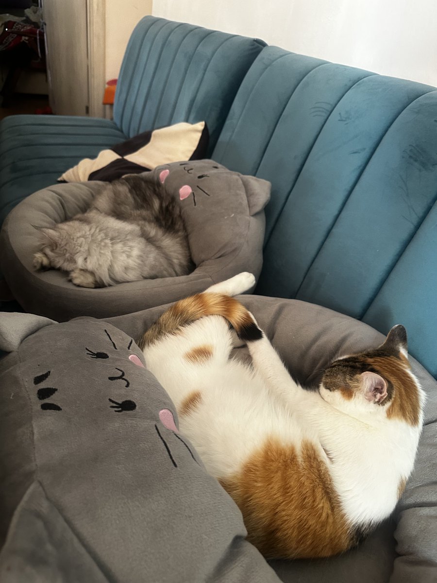 Mr. Templar - neoliberal tweet media