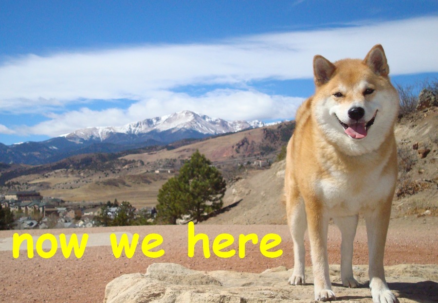 Oscar OG Shiba Inu tweet media