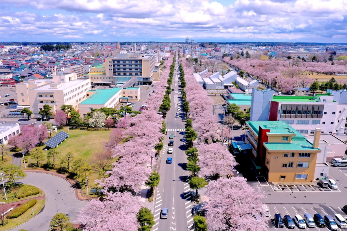 SatooYamagata's tweet image. The spring  sakura festival/ #hanami 2026. 
In Aomori , towada city #Japan 

*No, this isn't AI made but real!
#NatureBeautiful