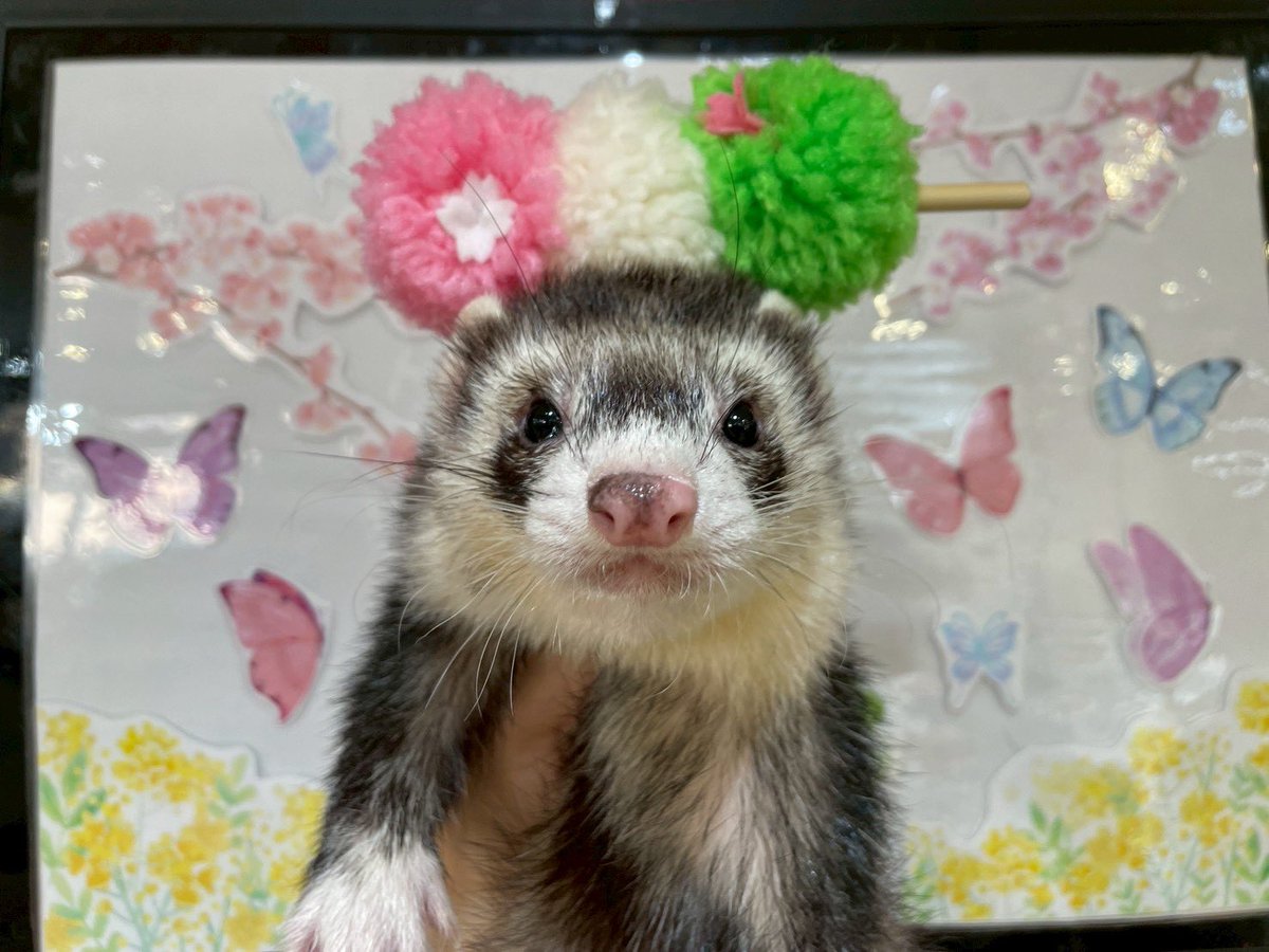 とろろ＆オレオ＆ココア🐾ferret tweet media