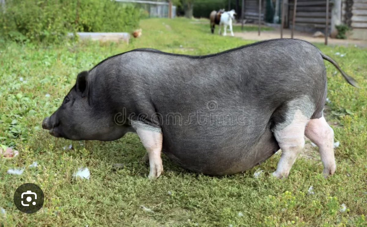 Kumar-Risid🇮🇳🚩🇮🇳 tweet media