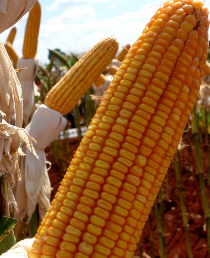 phiinstituto's tweet image. #filosofia nossos milhões…