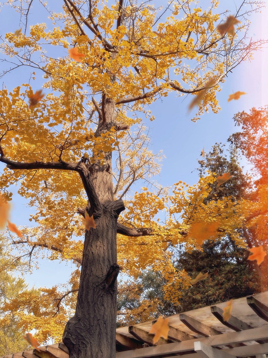 MohFaezah's tweet image. Autumn breeze u0026 golden leaves—perfect for a walk with a warm latte  #FallVibes