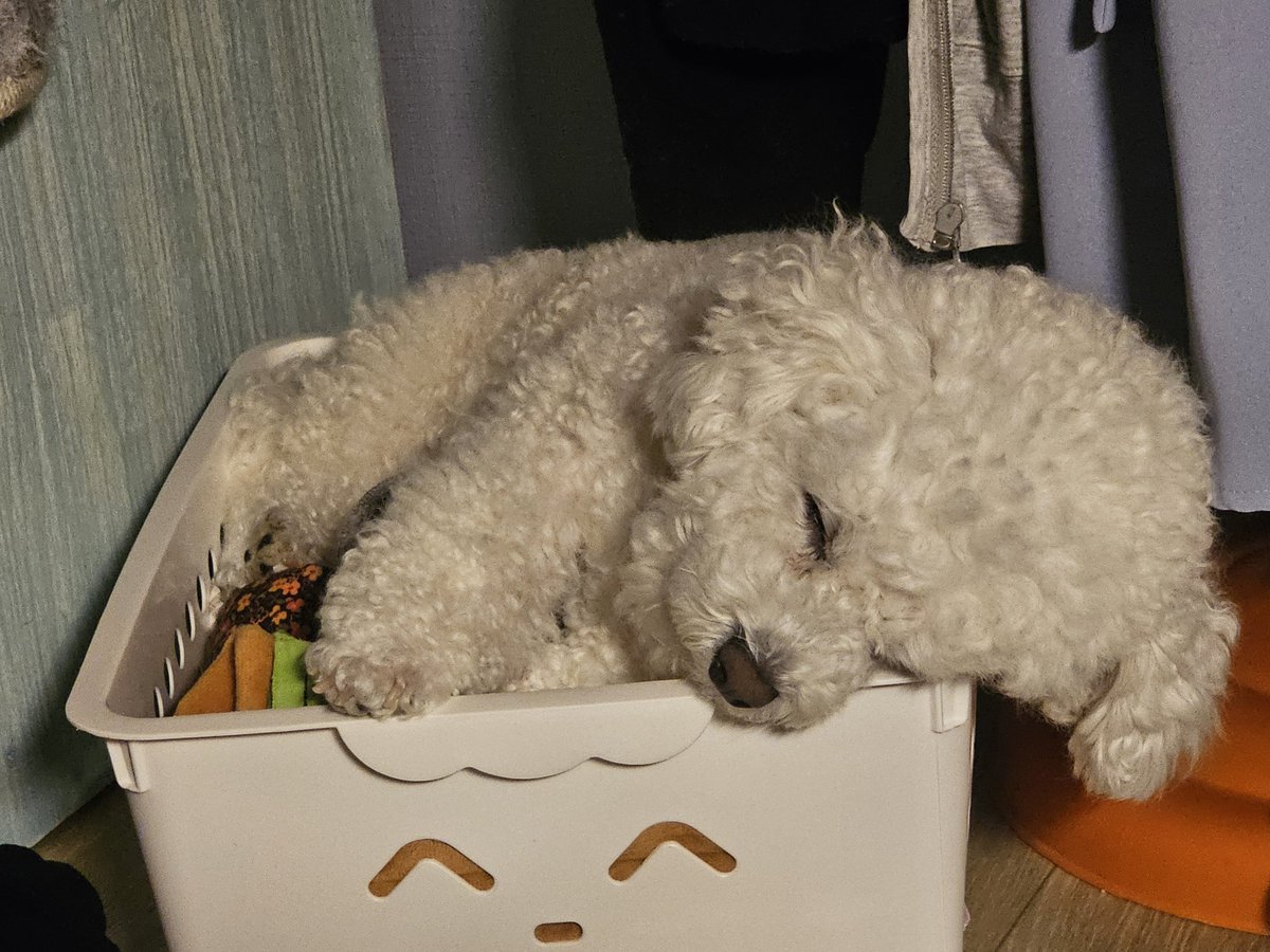 찹쌀강아쥐 tweet media