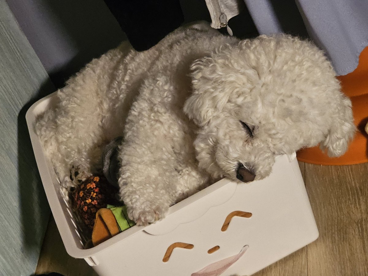 찹쌀강아쥐 tweet media