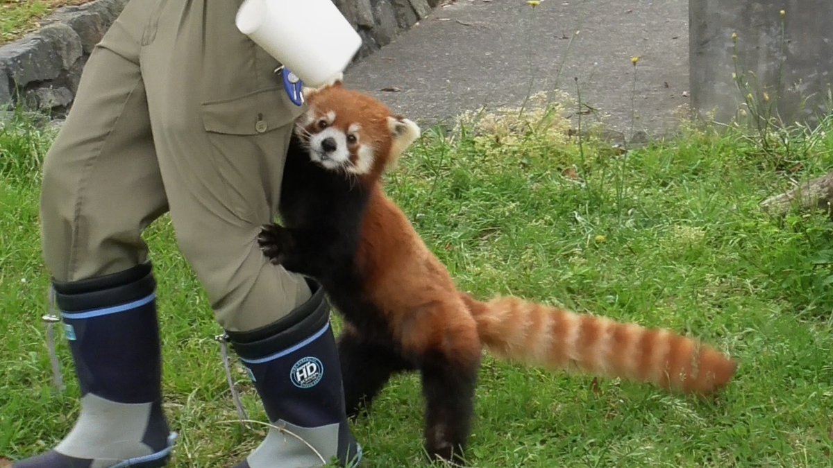 飼育員さんありがとうございます
いつも感謝しています
#飼育の日