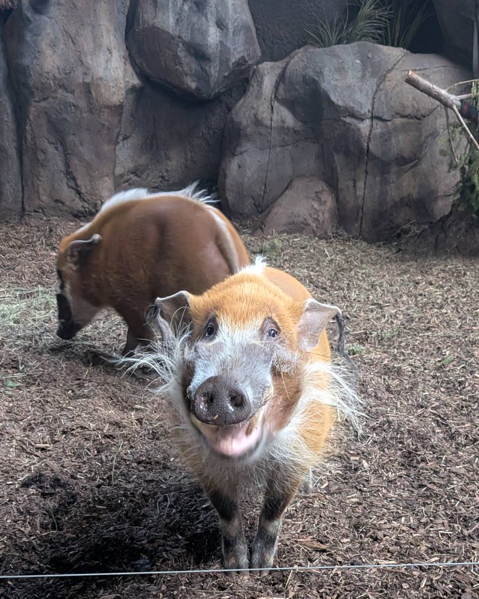 Calgary Zoo tweet media
