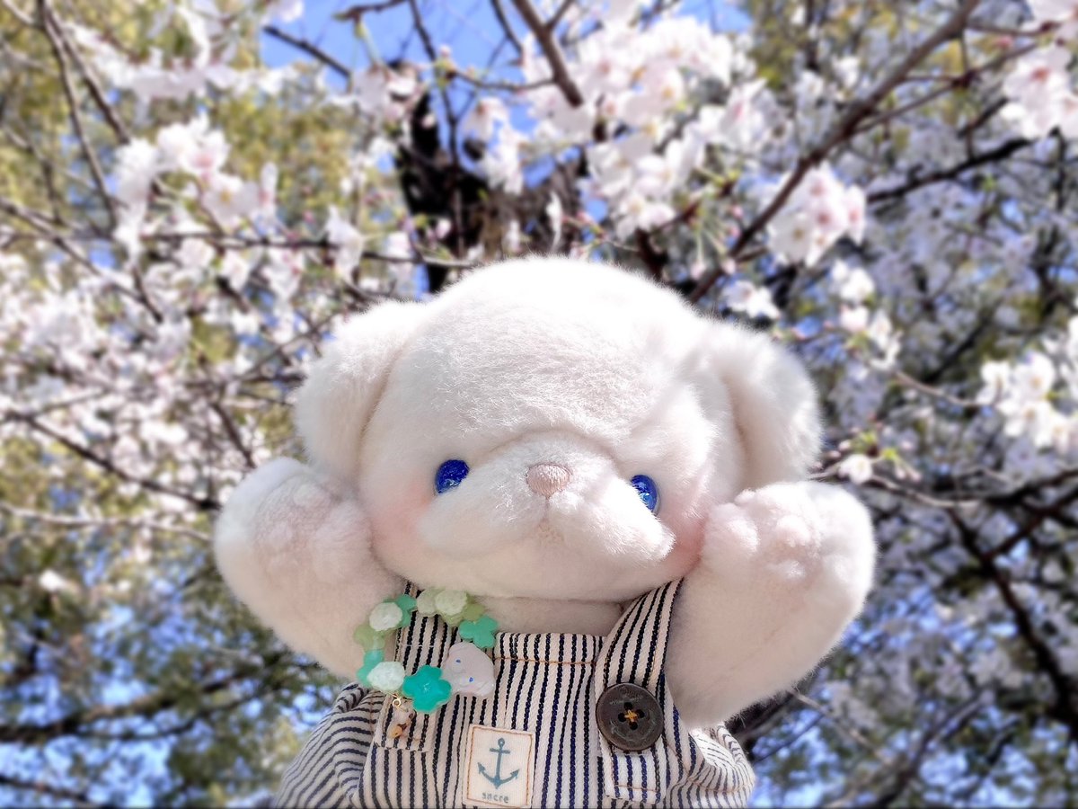 💭いとわたあめ💭美桜 tweet media