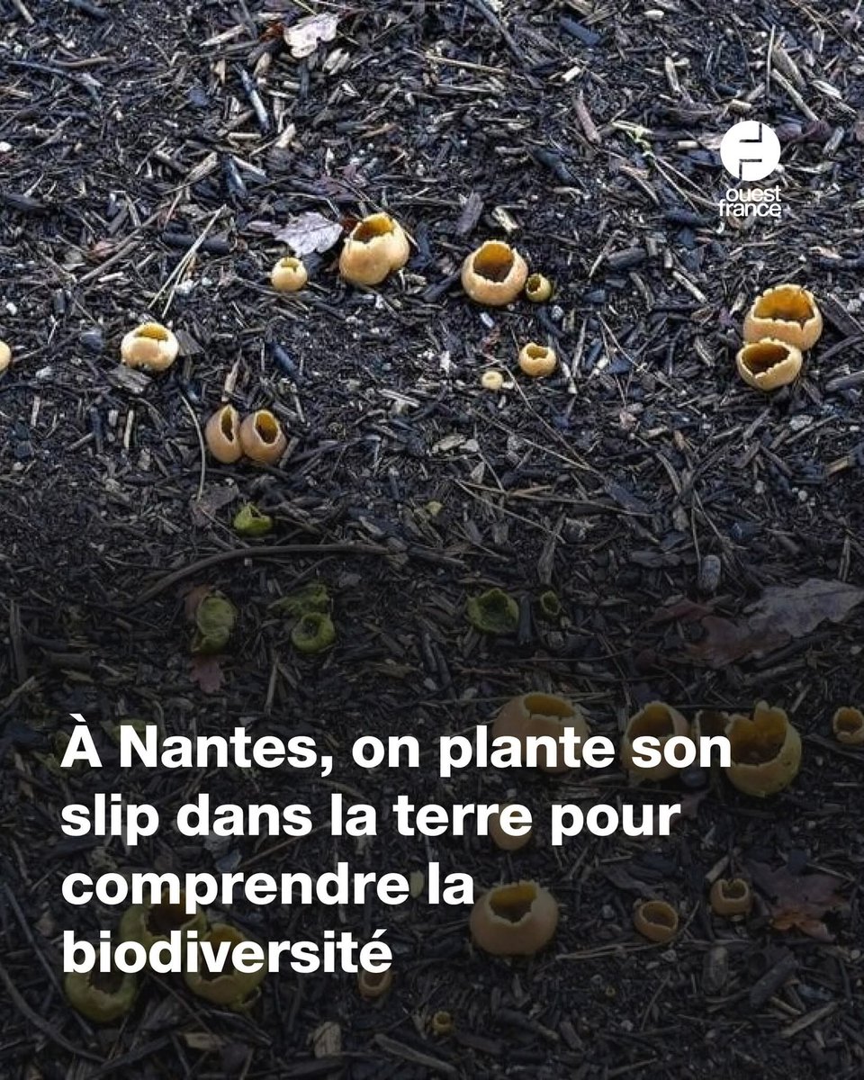 JOLcitoyen tweet media