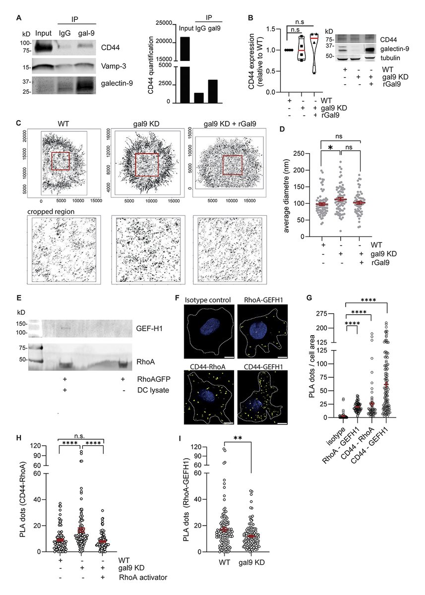 JCellBiol's tweet photo. Galectin-9 regulates #DendriticCell polarity and uropod contraction by modulating RhoA activity, say Guus Franken, Laia Querol Cano and colleagues: https://t.co/RphzE5y8tz
π Part of JCB Immune Cell Biology collection π https://t.co/Jsm1dA2Ufg
#AAI2026 https://t.co/Jwbx20xtuZ