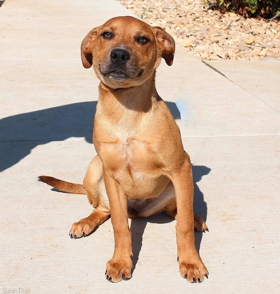 dogs_dc's tweet photo. Saturday, April 18, 2026

PLEASE🙏 share for:

Friends of Bedford County Animal Shelter
1307 Falling Creek Road
Bedford, VA  24523

(540) 586-7690

Why aren’t people lining up to adopt this litter of puppies? We haven’t gotten one application! 
They are so beautiful there are also traces of Catahoula markings on quite a few of them.
 
Featured in this post is Indila🐾🐾 - 5 month old female. 
They are very friendly, but still learning to walk on a leash. 

Come out and meet. Indilia🐾🐾!
The Bedford County animal shelter is open 10 AM to 2 PM on Saturday and 1 PM to 6 PM Tuesday through Friday. 
We can’t imagine these adorable faces will be there very long at the shelter!

For more information please call the Bedford County Animal Shelter at 540-586-7690. 
To be preapproved to adopt, please fill out an application in the link provided https://t.co/leR3o9oZ4K

To view all available shelter pets please click on this link https://t.co/cTrJ22Ydi7

Always adopt, don’t shop for a dog.🐾🐾

Rescue, Dogs, Rock!🐾🐾

In addition, please have your pets, spayed or neutered!
#adoptme
#rescuedogsrock
#adoptarescuedog
#fosterarescuedog
#fosteringsavesdogslives
#rescueismyfavoritebreed
#adoptdonotshopforadog
#rescuedogsrockdc
#iloverescuedogs