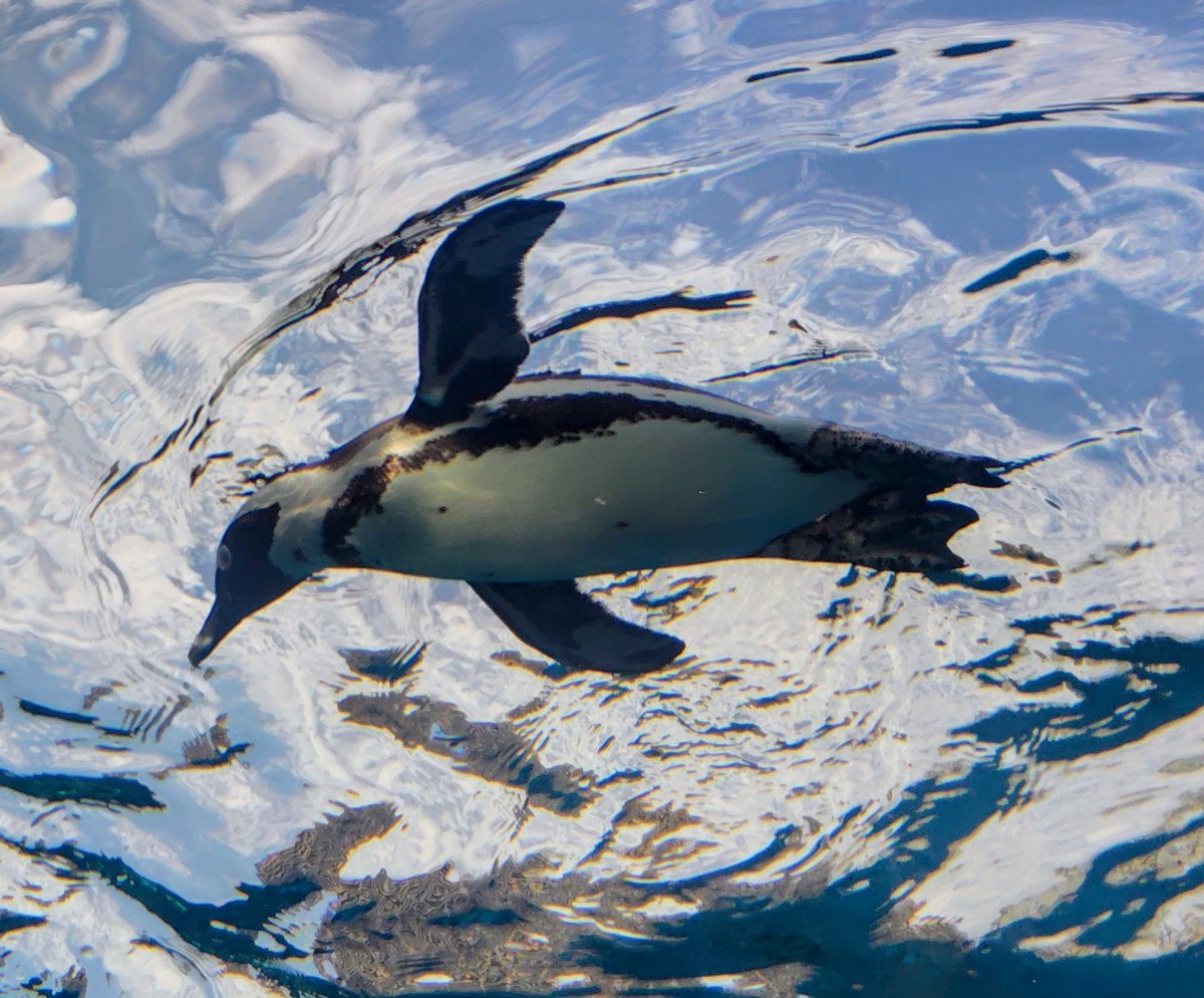 にゃんこ tweet media