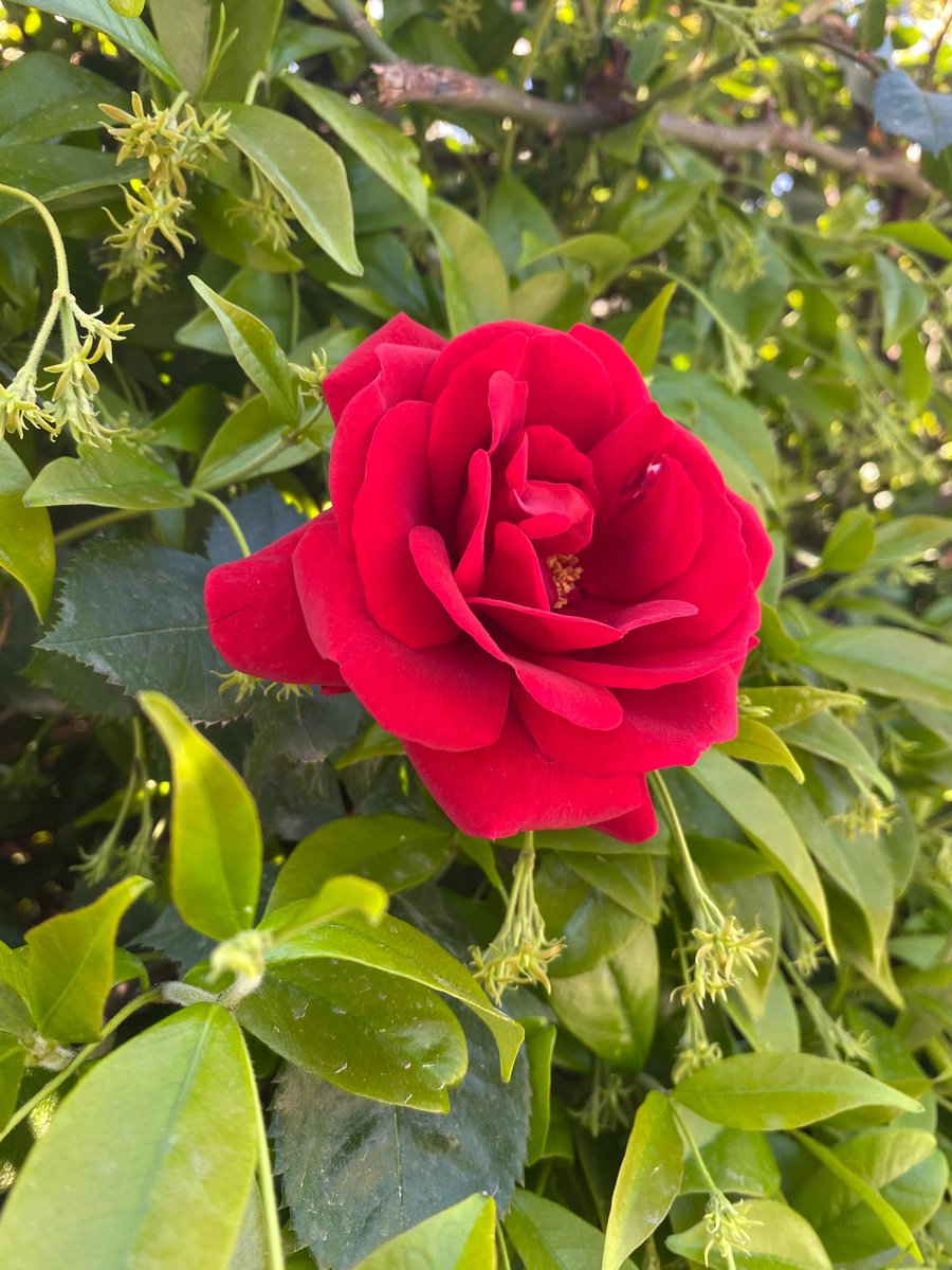 Akadirserim's tweet image. @Neslihanb4l arkadaşıma teşekkür ediyorum 👑
#gul #rose #doga #cicekler