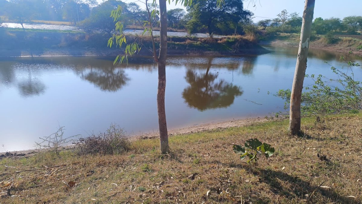 prochhindwara's tweet image. #सफलता_की_कहानी

जल गंगा संवर्धन अभियान : किसानों के सामूहिक संकल्प से ग्राम पालाचौरई में आई हरियाली, किसानों का जीवन हुआ समृद्ध

#SuccessStory 
#जल_गंगा_संवर्धन_अभियान_MP 
#कृषक_कल्याण_वर्ष_2026
#agriculture