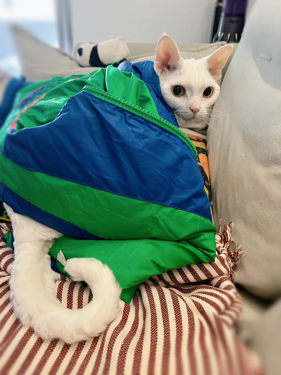 yol11492302's tweet photo. Shaun just helped himself to my puffy vest. πΌπ No thumbs? No problem.
#CleverKitty #CatFashion https://t.co/IBP1zcTblx