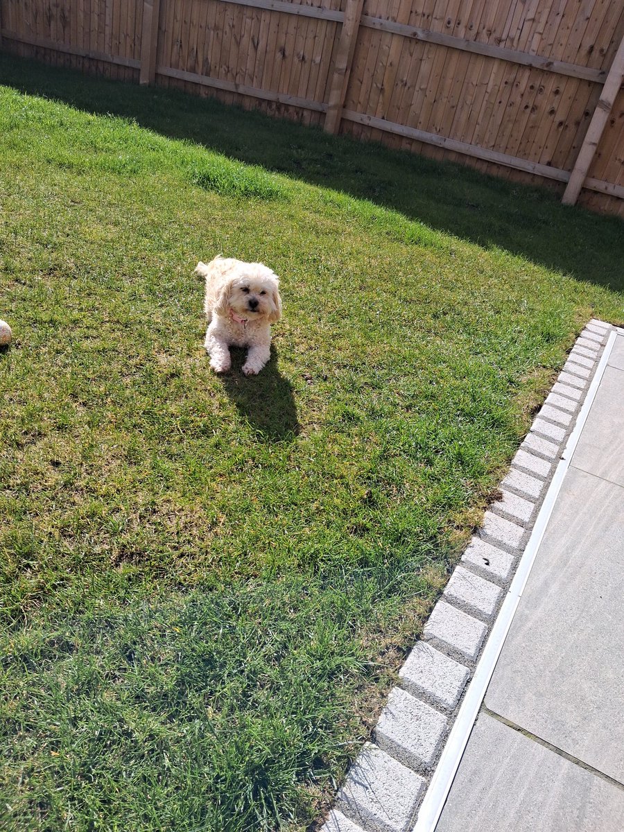 tommydunnauthor's tweet image. Sat in the garden for lunch for the first time this year. A cheeky caesar salad and a brew. And the mutt of course.

Linktr.ee/tommydunnauthor 
#indieauthor #book #bioktwt #readingcommunity #writingcommunity