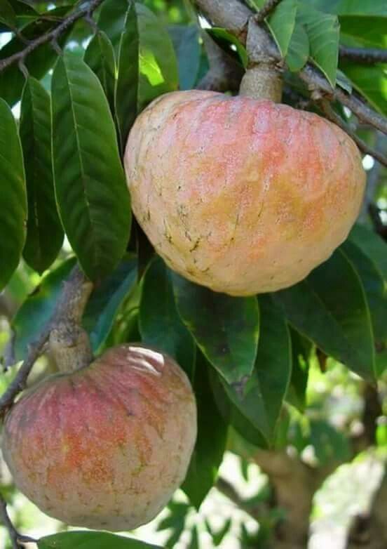 RashmiPariHomeKitchen tweet media