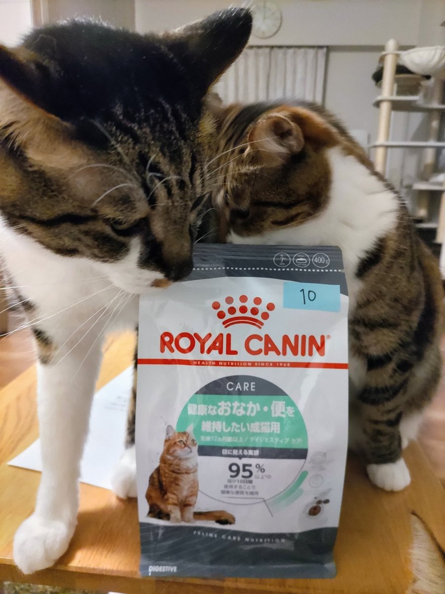 にゃんきち tweet media