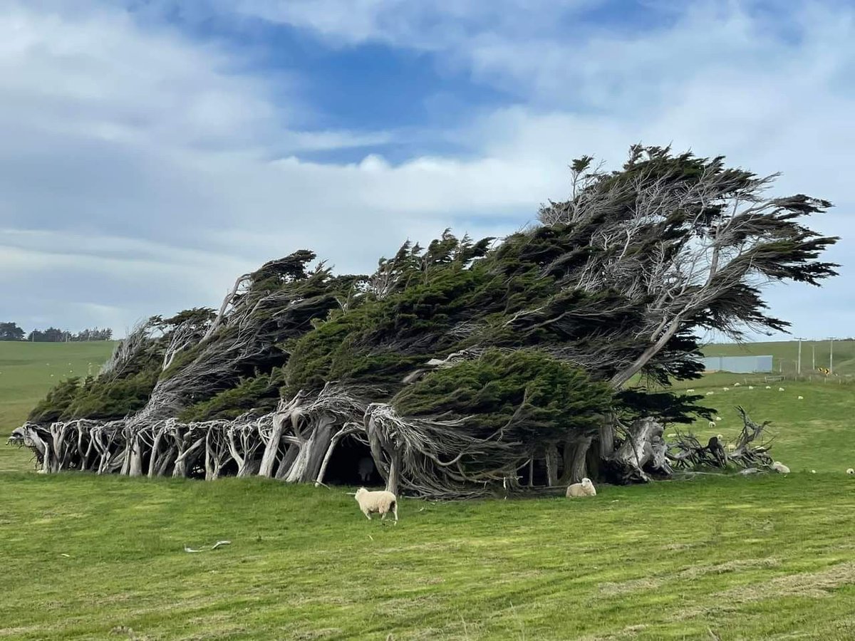 rare.jpg tweet media