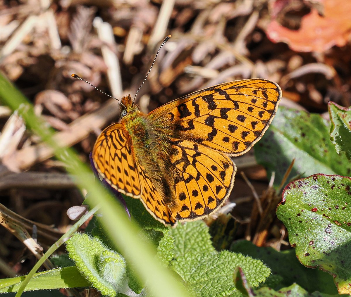 AndrewPBF's tweet photo. 15 Pearl-bordered fritillaries this afternoon on the Cornwall coast path. Lovely to see them again. @savebutterflies https://t.co/6t78YWr3pG