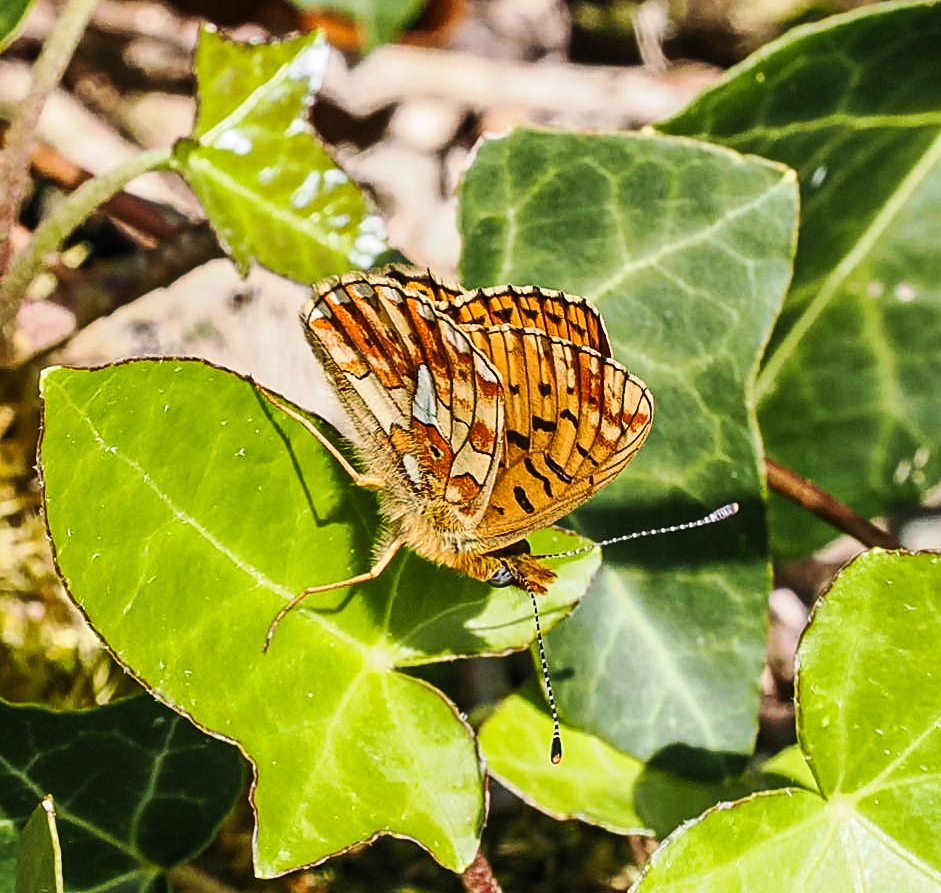 AndrewPBF's tweet photo. 15 Pearl-bordered fritillaries this afternoon on the Cornwall coast path. Lovely to see them again. @savebutterflies https://t.co/6t78YWr3pG