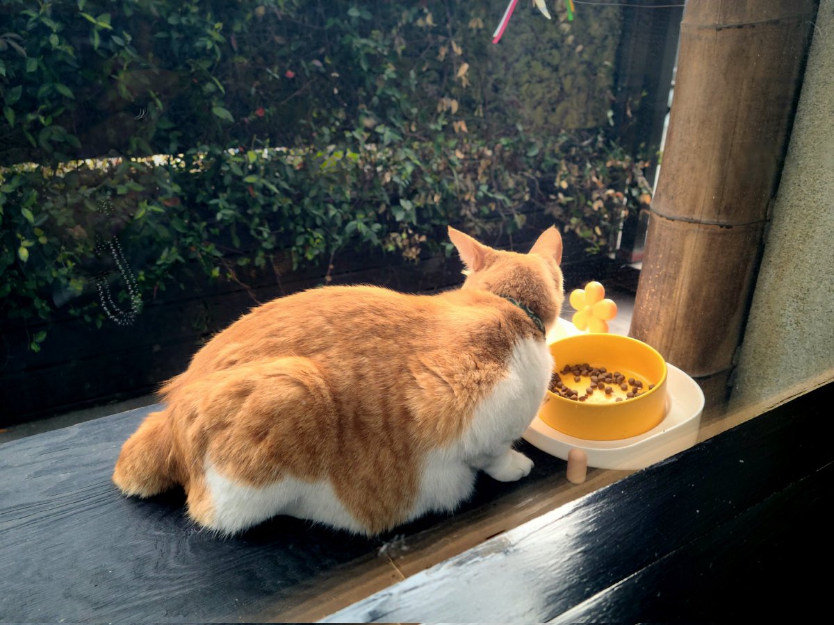 타니타니 tweet media