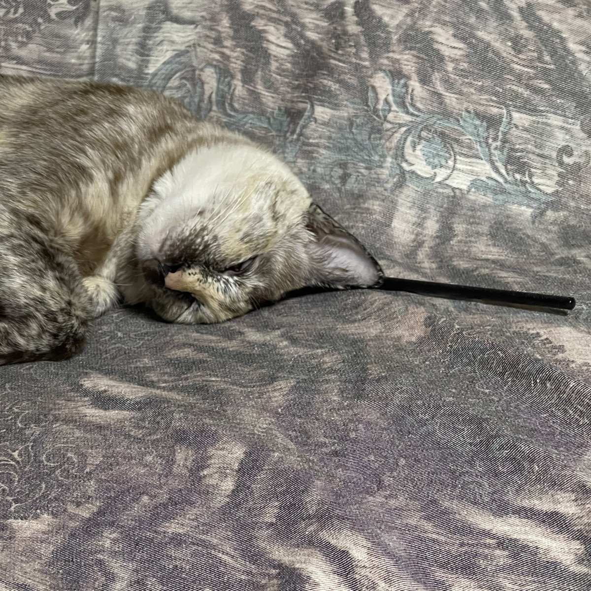 แจนยัวแอเรีย tweet media