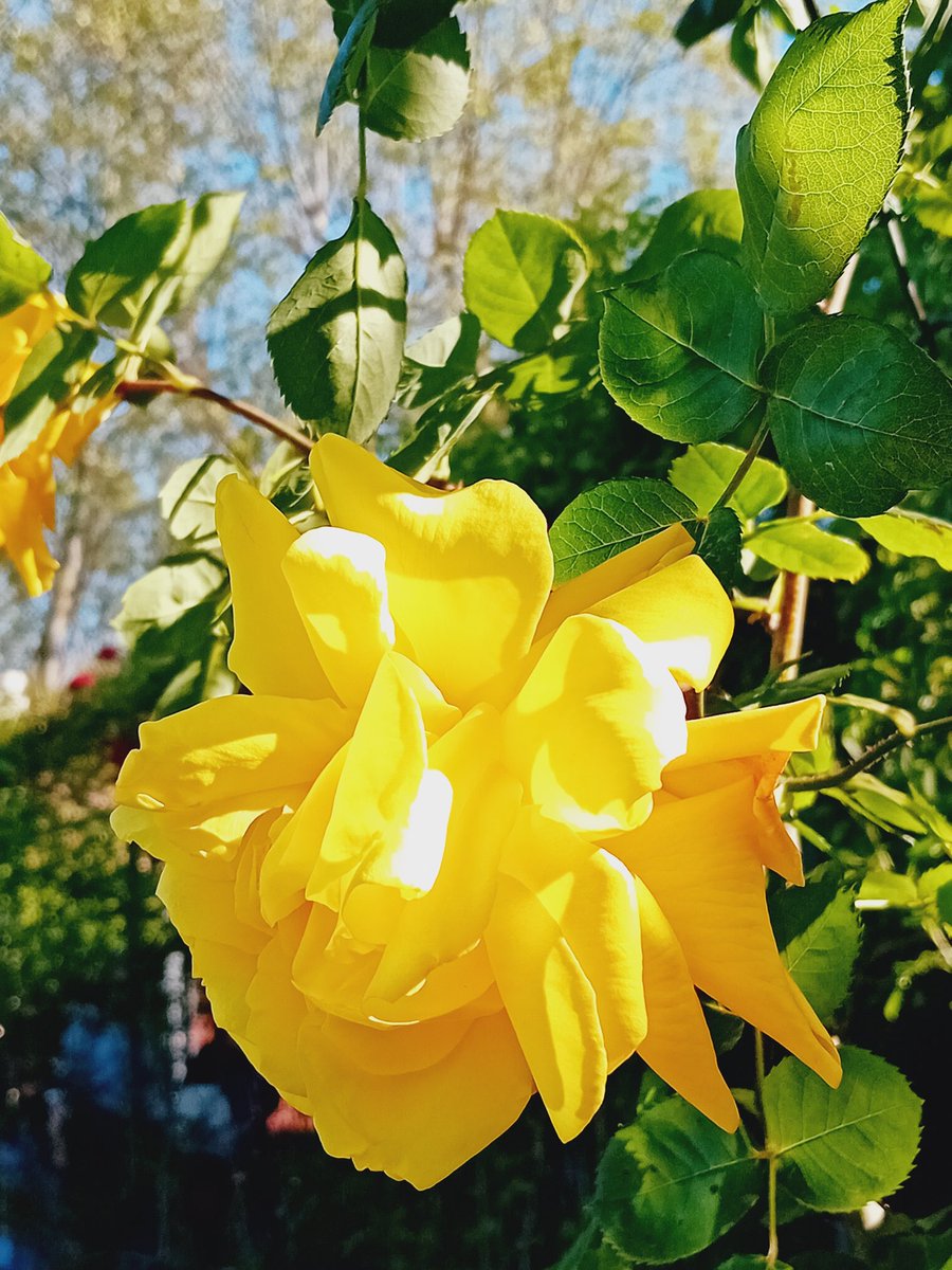 Ottimo15's tweet image. Se siete a Roma in aprile, non perdete il Roseto Comunale di Roma 🌹🌹🌹vicino al Circo Massimo. Centinaia di varietà in fiore, colori e profumi ovunque: il periodo ideale per una foto o una pausa all’aperto.💐 
🌞L’ingresso è gratuito.
#RosetoComunale #Roma #rose