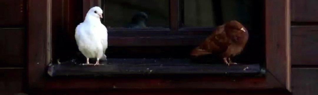 رسائل لم تُبعث tweet media