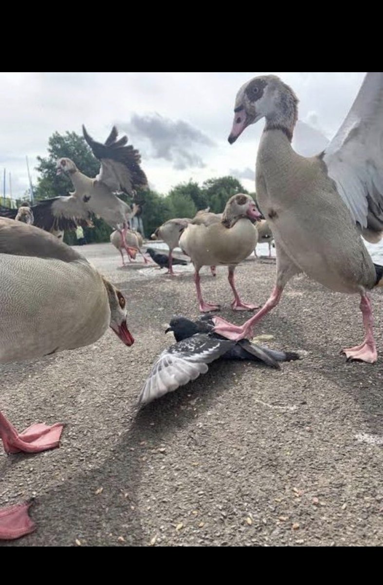 JimbosJunkbox's tweet image. me about to pay #chicago elite sports cards $80 PER blaster for #topps chrome when in a week they’ll be 50 of them for $40 each at gamestop