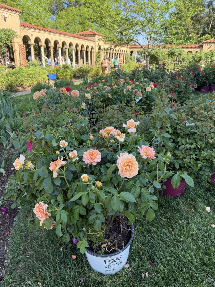 WDCGardener's tweet image. Come see us at the Franciscan Monastery Garden Guild Plant Sale until 5pm today (Saturday 4/18 ONLY) - we are neighbors with the @PotomacRoseSoc answering your rose questions! Find us in the purple tent! 
#gardendc #DC #DMV #plantsale