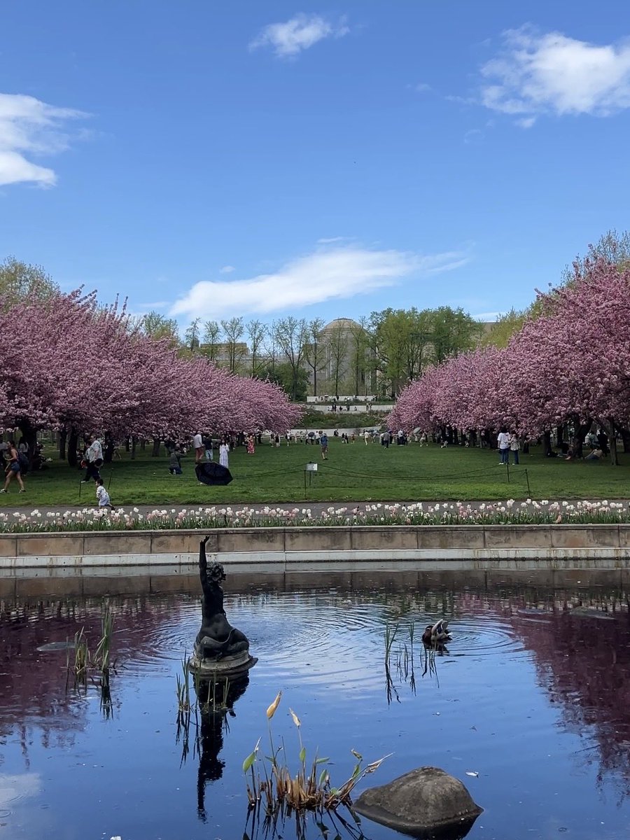 dipalua_'s tweet photo. psa it’s peak bloom at brooklyn botanic garden https://t.co/In6nAZwfgh