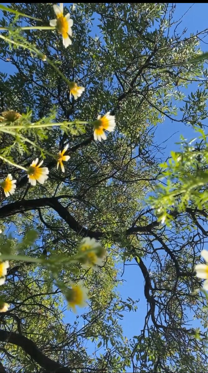 🌼💫🌱🪴🌟