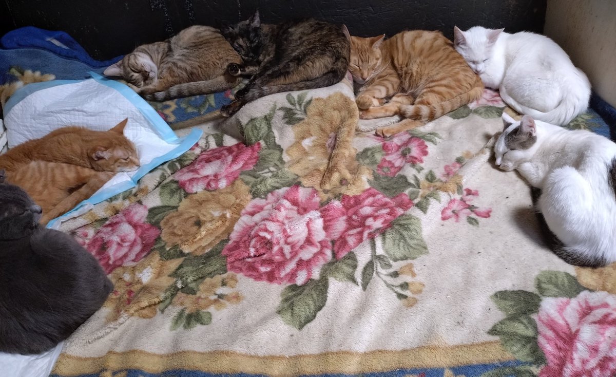 ゆーちゃん tweet media