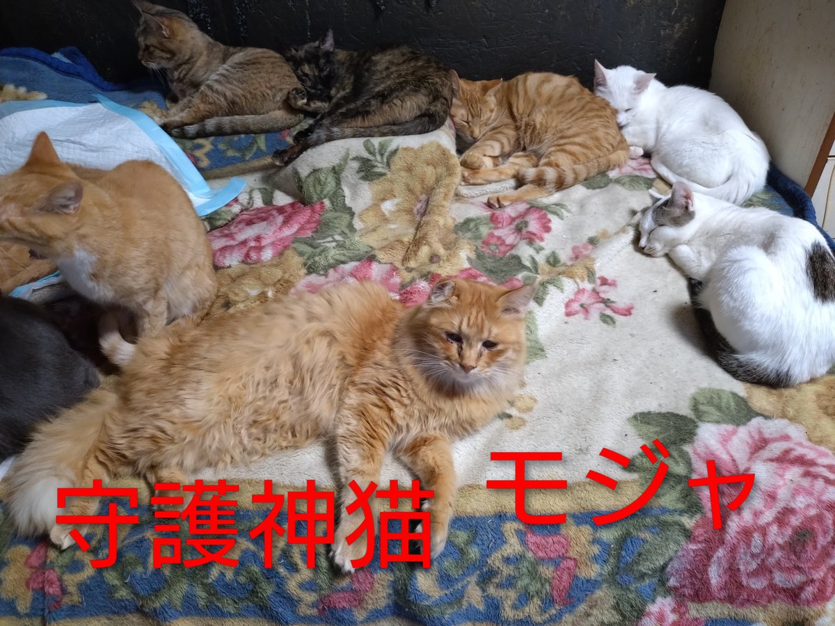 ゆーちゃん tweet media