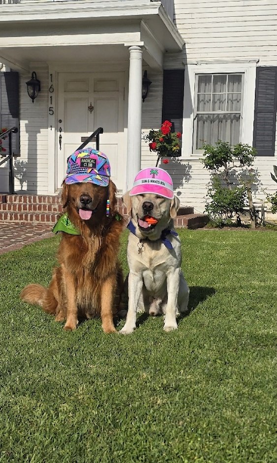 TrevDon's tweet image. Sending good vibes ✨️ Shadow and Chance 💚 #dogs