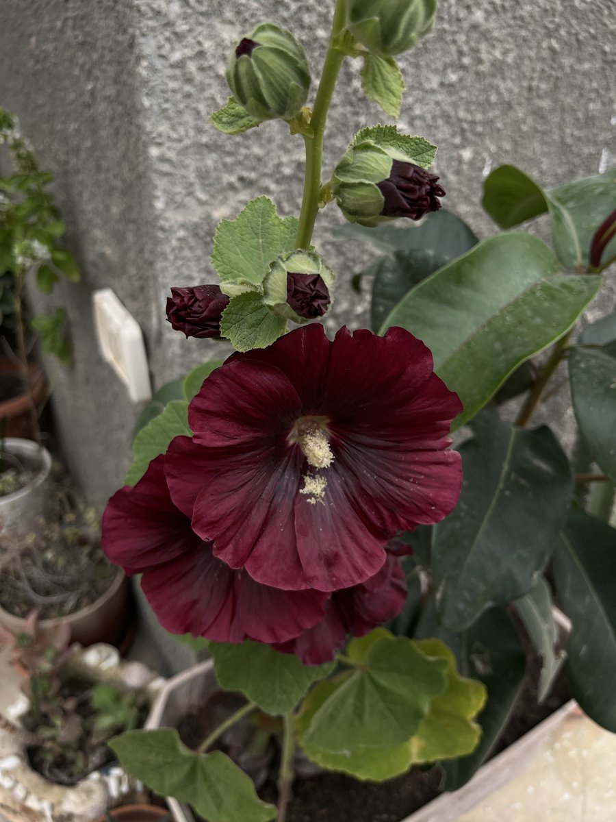 كارهة المقلوبة tweet media