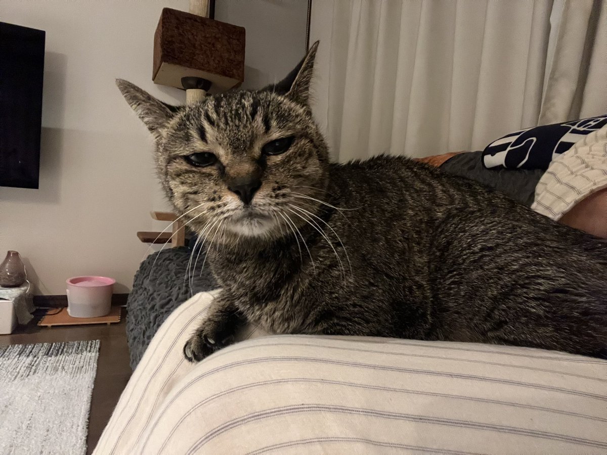 Momoko Iijima tweet media