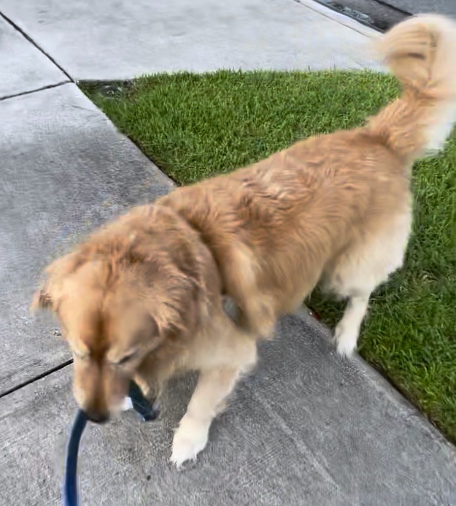 SamTheWiseSays's tweet image. Dog walking &amp;amp; taking some time to play too! Have a great weekend and take some time for fun… Sam highly recommends it.. I mean look at that tail!
#dog #fun #walking #happiness #health #joy #dogsofX #dogsofinstagram #goldenretriever #weekend #Saturday #Sunday #Enjoy #LoveMyDog 🐾