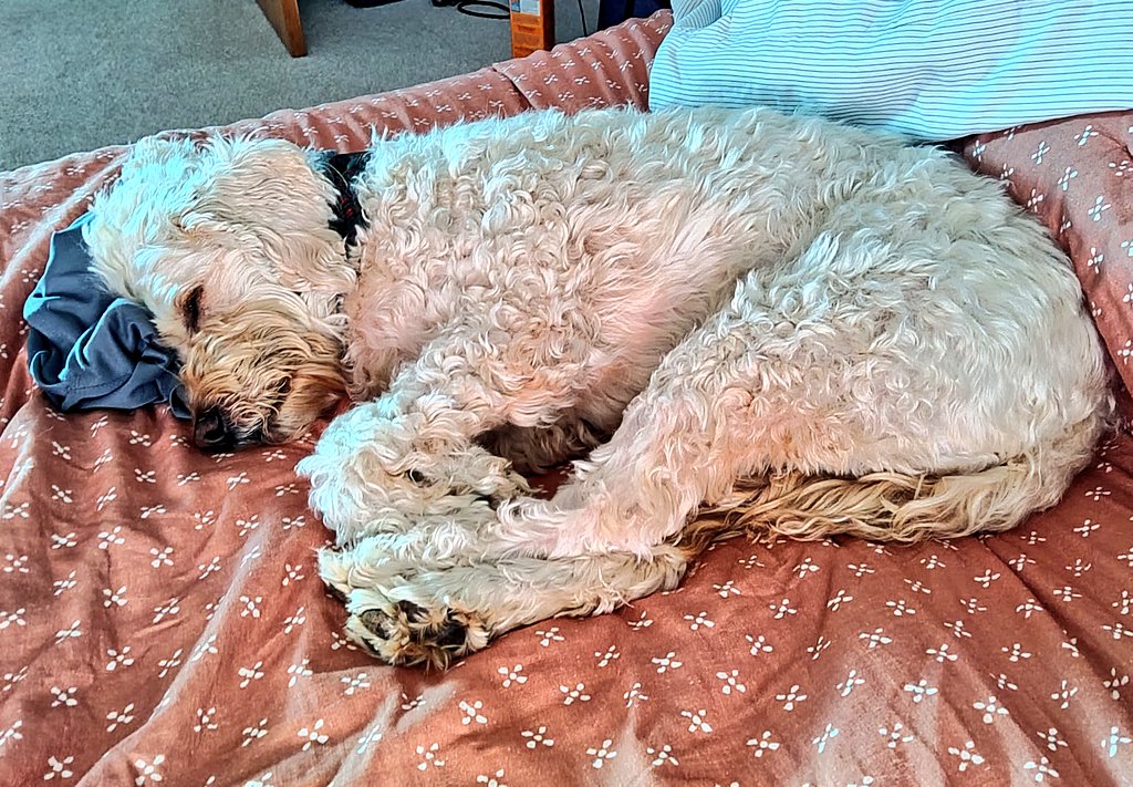 ArieDoodle's tweet image. Sleepy Saturday mom thinks I'm a cute little Bear with my foldy paws what do you think? 🧸🐾🥰❤️ 
#Saturday #dogs #cute #AriesWorld